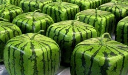 吃瓜吃到漂亮国,揭秘“吃瓜吃到漂亮国”的异国风情