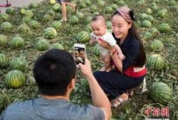 瓜田图片吃瓜,共享甜蜜时光