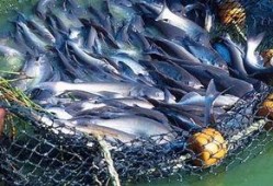 泉州海洋 吃瓜事件始末