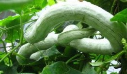 蛇瓜去皮吃吗,美味与健康的完美结合