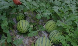 梦到请人吃瓜,瓜果盛宴背后的神秘邀请